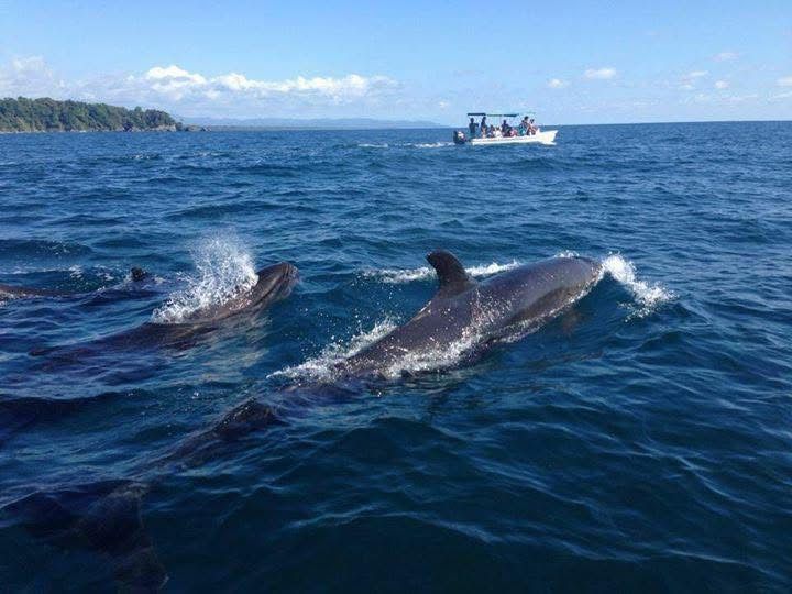 Delfines durante el tour